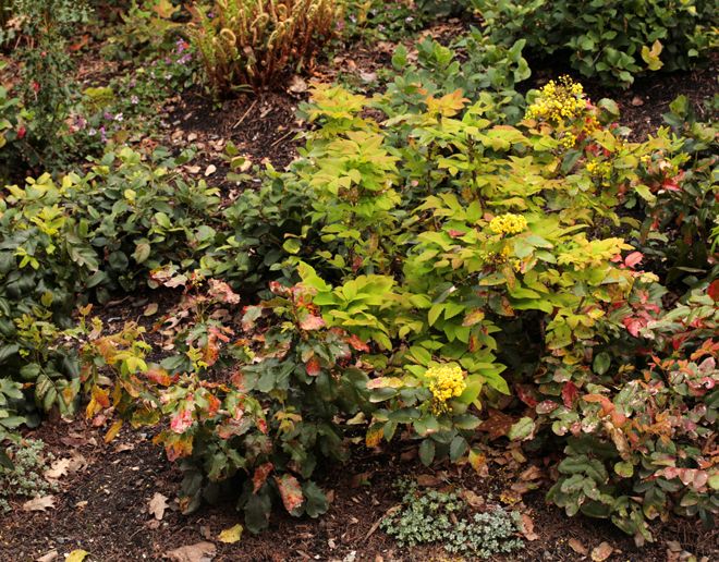 с розами магония с розами магония