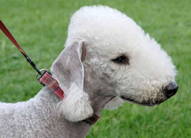 бедлингтон терьер происхождение породы бедлингтон терьер происхождение породы