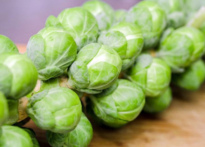 брюссельская брюссельская