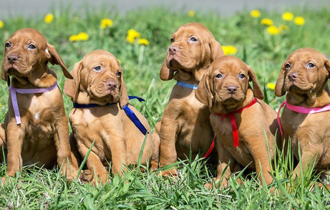 чем кормить венгерскую выжлу чем кормить венгерскую выжлу