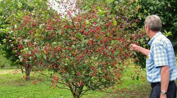 Черешня Фатеж посадка и уход Черешня Фатеж посадка и уход