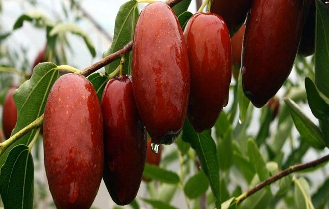 финиковый сорт жожоба финиковый сорт жожоба