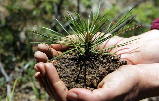 горная сосна мугус посадка горная сосна мугус посадка