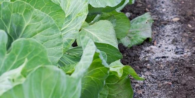 Как применять золу в качестве удобрения Как применять золу в качестве удобрения