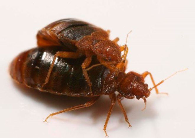 как размножаются постельные клопы как размножаются постельные клопы