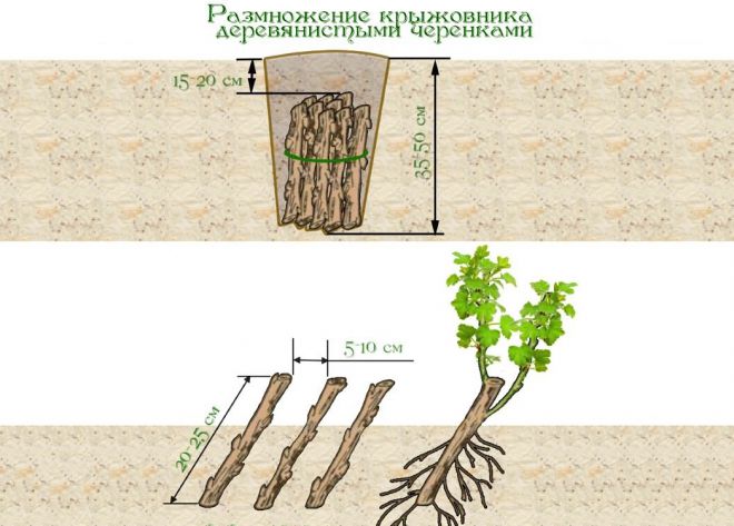 как размножить крыжовник черенками как размножить крыжовник черенками
