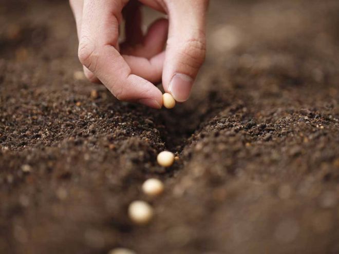 Как садить нут Как садить нут