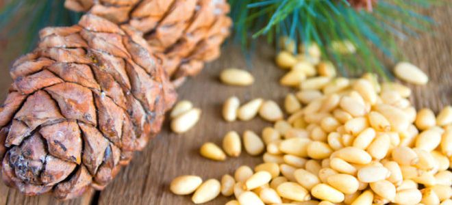 как сделать настойку на кедровых орешках как сделать настойку на кедровых орешках