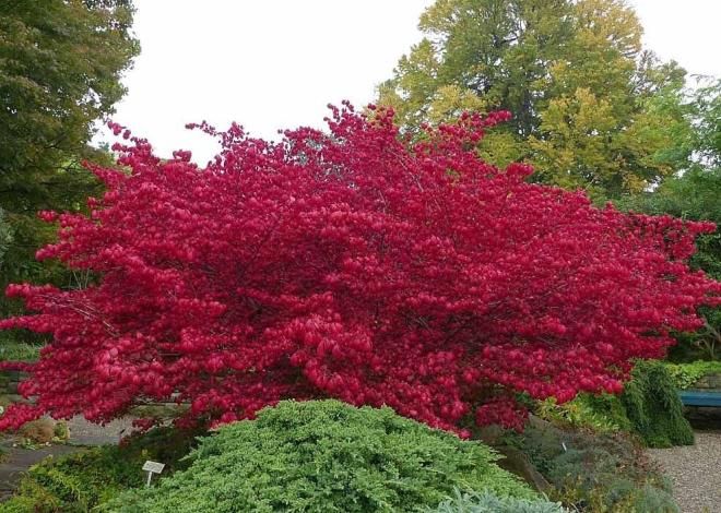 как выглядит бересклет крылатый как выглядит бересклет крылатый