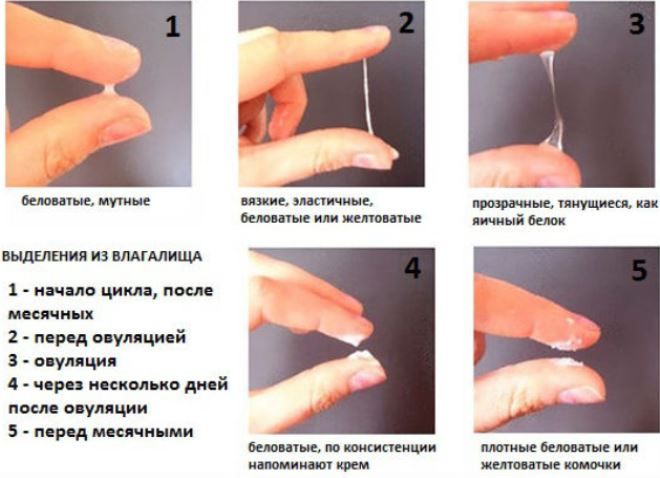 какие выделения после овуляции какие выделения после овуляции
