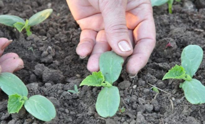 когда сеять огурцы в открытый грунт когда сеять огурцы в открытый грунт