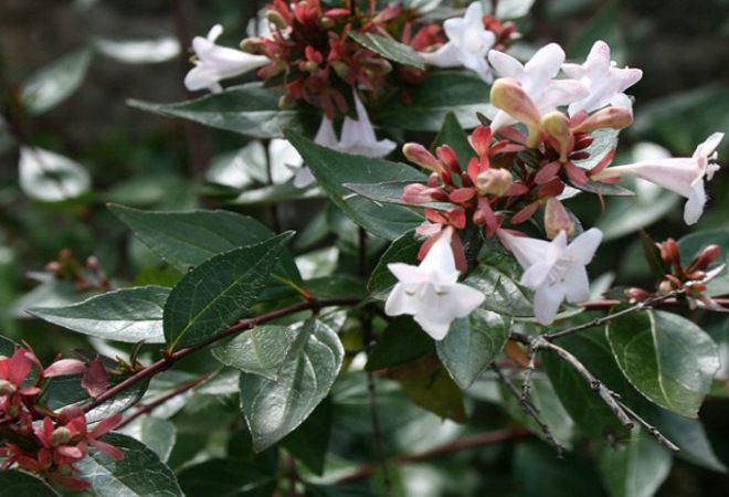 корейская корейская