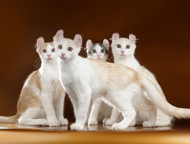 короткая шерсть короткая шерсть