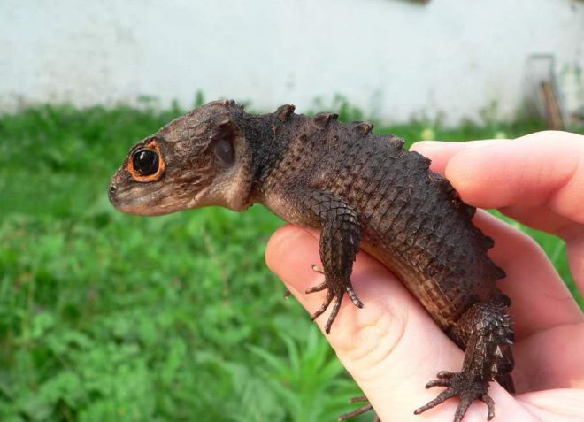 крокодиловый сцинк крокодиловый сцинк