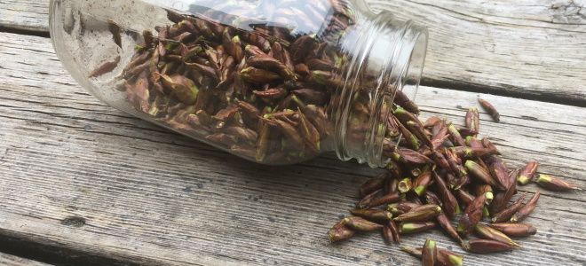 лечение герпеса у взрослых лечение герпеса у взрослых