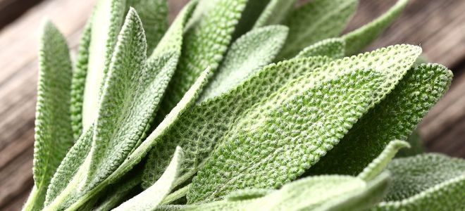 листья шалфея листья шалфея