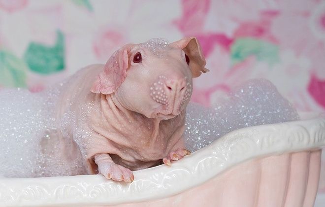 лысая морская свинка лысая морская свинка