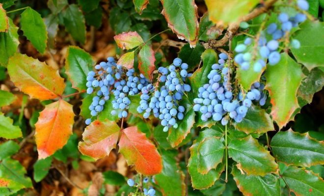 магония падуболистная съедобная или нет магония падуболистная съедобная или нет