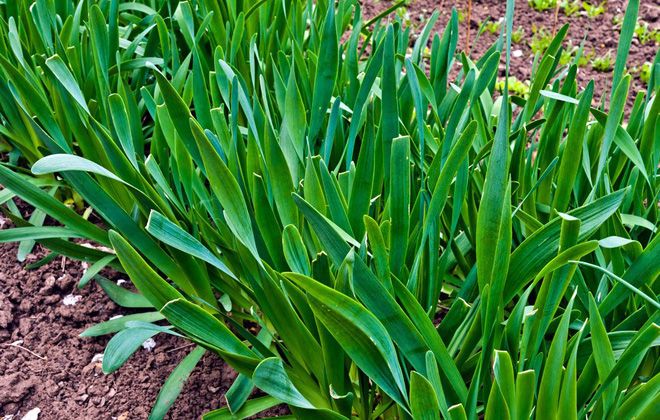 можно ли есть лук слизун можно ли есть лук слизун