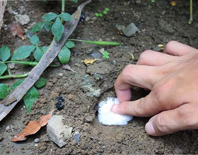 нашатырный спирт против медведки на огороде нашатырный спирт против медведки на огороде