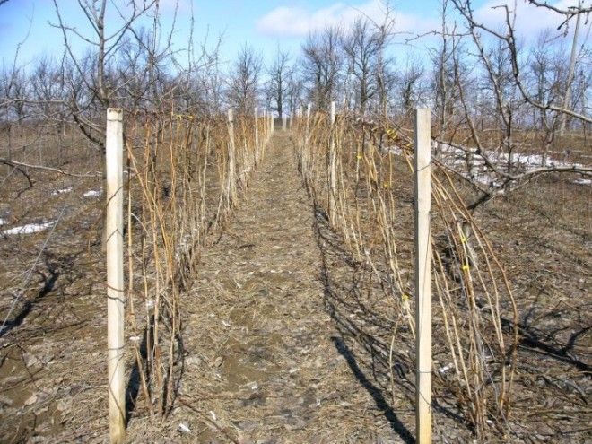 однополосная шпалера для малины однополосная шпалера для малины