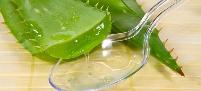 пиогенная гранулема лечение алоэ пиогенная гранулема лечение алоэ