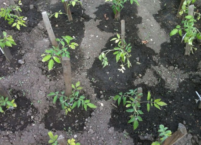 подкормка рассады дрожжами и сахаром рецепт подкормка рассады дрожжами и сахаром рецепт