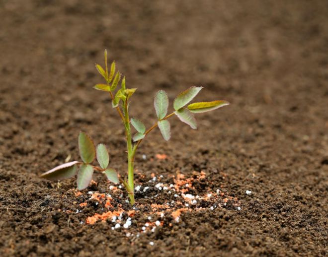 подкормка роз кальциевой селитрой подкормка роз кальциевой селитрой