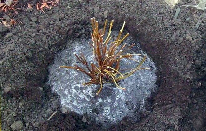 правила посадки гортензии правила посадки гортензии