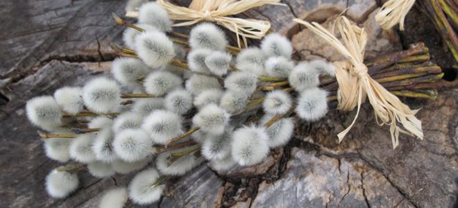приметы на вербное воскресенье на деньги приметы на вербное воскресенье на деньги