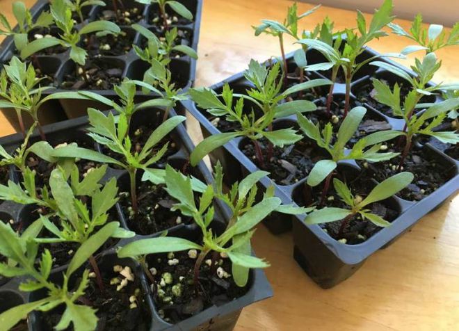 рассада бархатцев в домашних условиях рассада бархатцев в домашних условиях