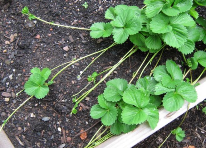 рассада клубники усами рассада клубники усами