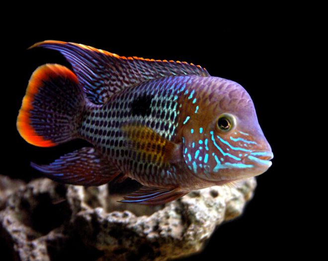 содержание голубой акары содержание голубой акары