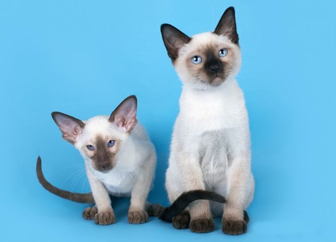 тайская кошка и сиамская отличия тайская кошка и сиамская отличия