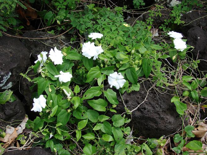 тунбергия душистая тунбергия душистая