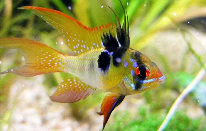 вуалевая вуалевая