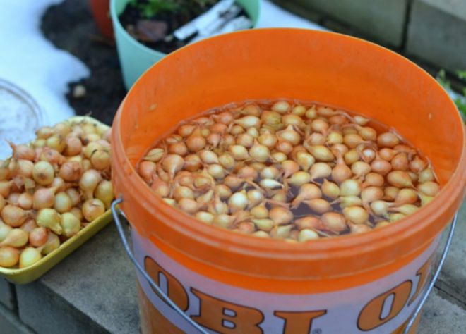 замачивание лука севка в соде перед посадкой замачивание лука севка в соде перед посадкой