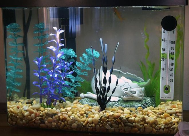 запуск аквариумов на питательных грунтах запуск аквариумов на питательных грунтах