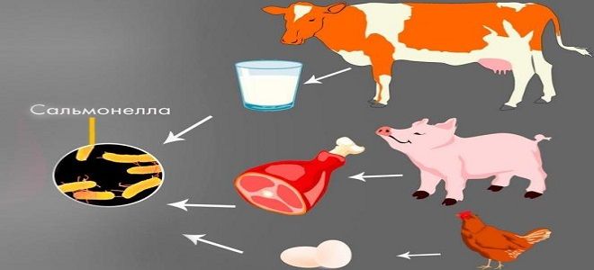 заражение сальмонеллезом заражение сальмонеллезом