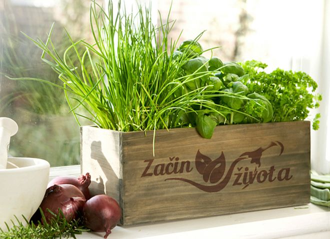 зимний огород на подоконнике особенности ухода зимний огород на подоконнике особенности ухода