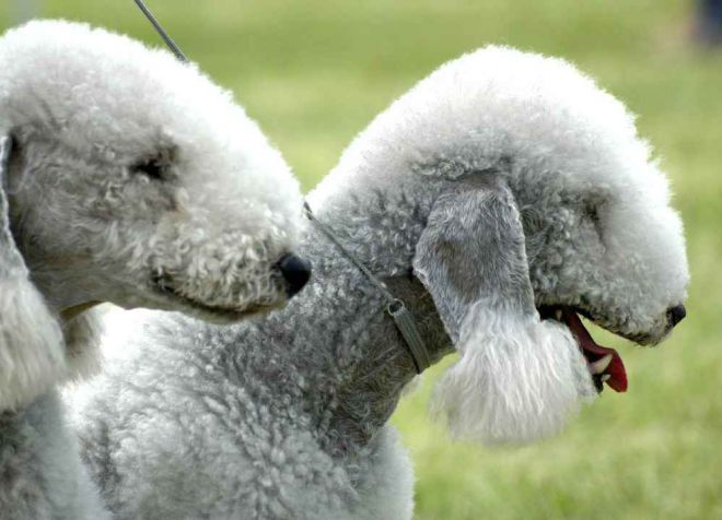 бедлингтон терьер стандарт породы бедлингтон терьер стандарт породы