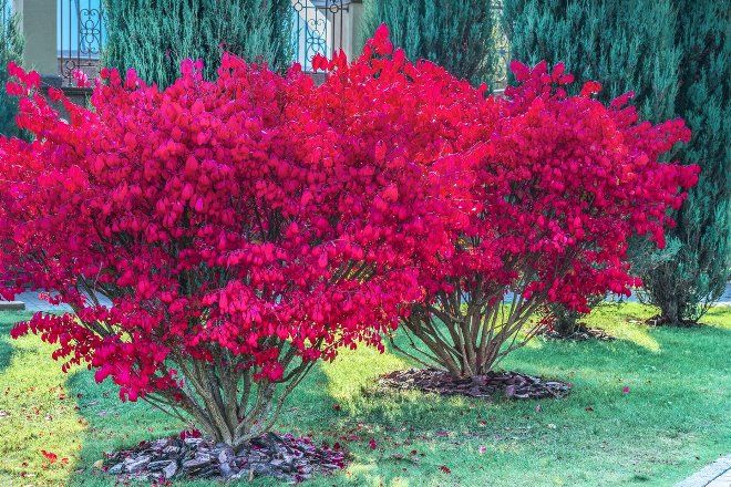 бересклет крылатый Компактус бересклет крылатый Компактус