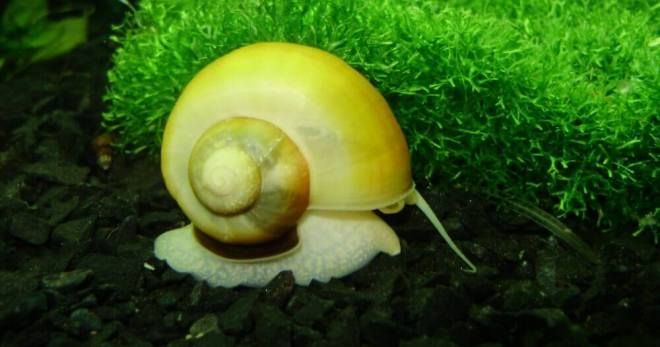 что едят аквариумные улитки что едят аквариумные улитки