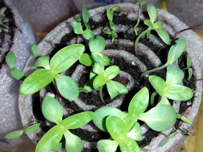 Циния - выращивание в улитке Циния - выращивание в улитке