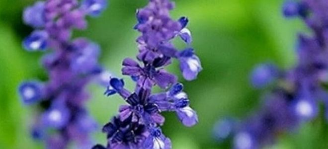 цветы шалфея цветы шалфея