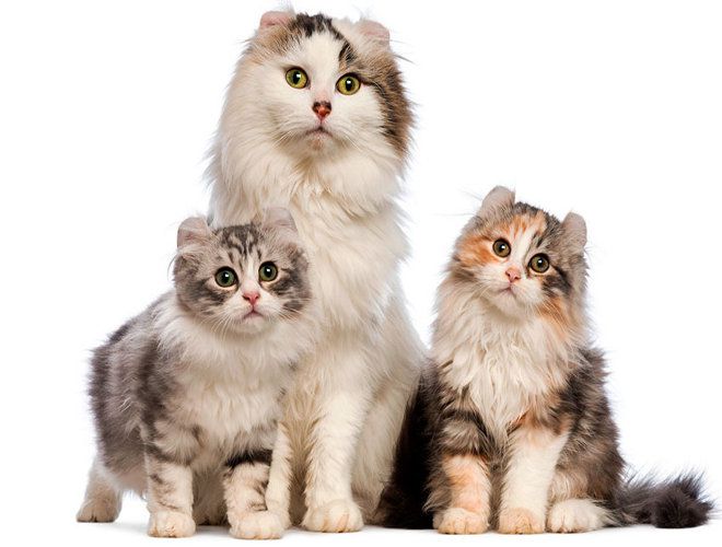 длинная шерсть длинная шерсть