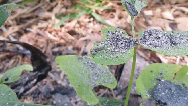 Древесная зола как удобрение для огорода Древесная зола как удобрение для огорода