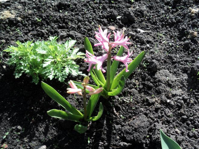 Гиацинт - уход в открытом грунте Гиацинт - уход в открытом грунте