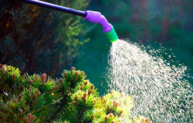 горная сосна мугус полив горная сосна мугус полив