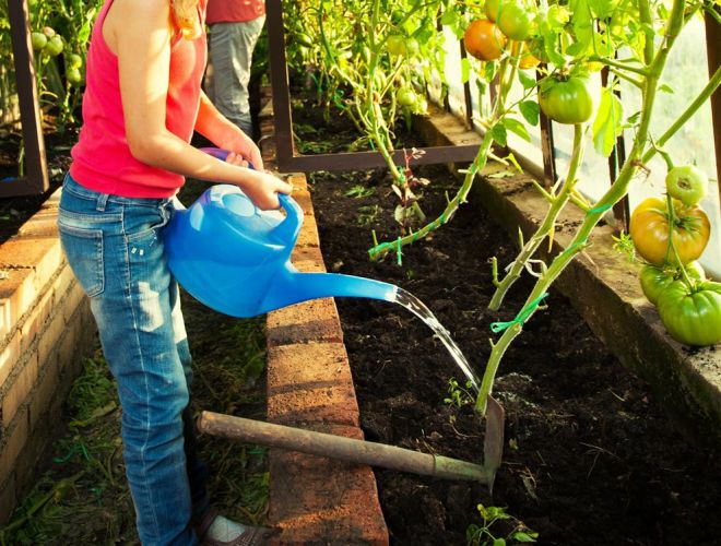 как часто нужно поливать помидоры в теплице как часто нужно поливать помидоры в теплице